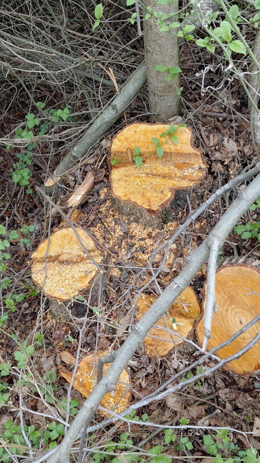 Oğuzda ağacların kəsilməsinə görə cinayət işi başladı - FOTO